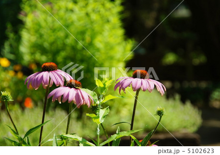 7月　エキナケア・キク科13 5102623