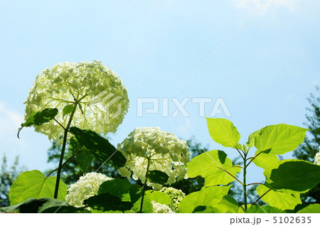 7月　アジサイ・アジサイ科85アナナス 5102635