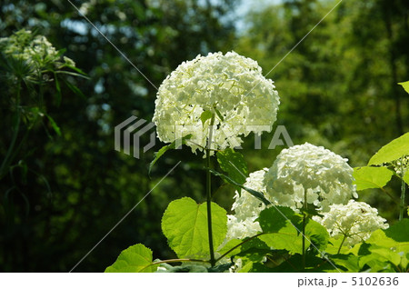 7月　アジサイ・アジサイ科84アナナス 5102636