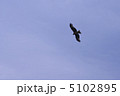 空を飛ぶ鳥 5102895