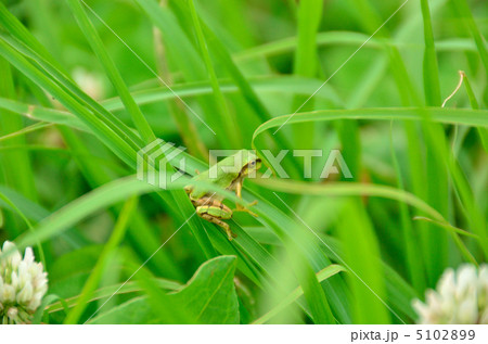 カエル カエル 5102899