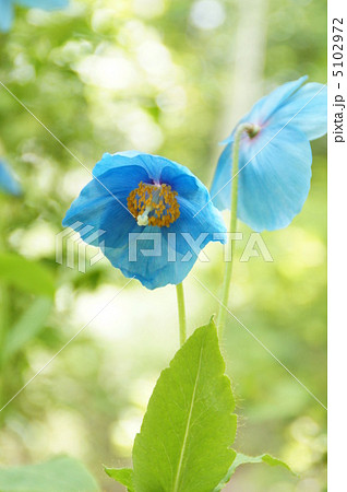 ヒマラヤの青いケシ ヒマラヤの青いケシ 5102972