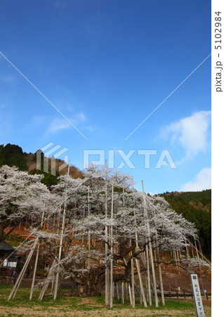 淡墨桜 岐阜県本巣市 淡墨桜 岐阜県本巣市 5102984
