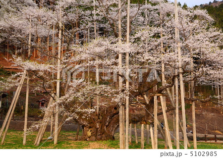 淡墨桜　岐阜県本巣市 5102985