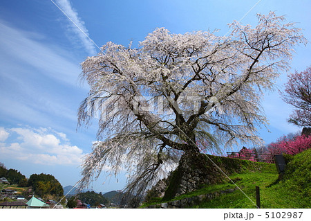 又兵衛桜 奈良県宇陀市 又兵衛桜 奈良県宇陀市 5102987
