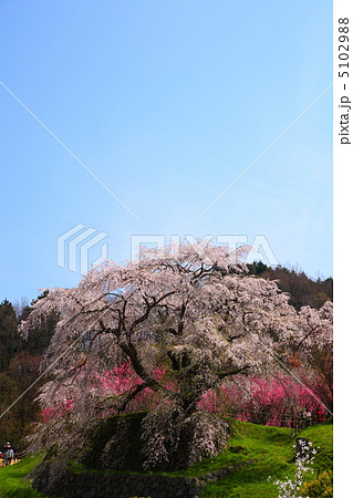 又兵衛桜　奈良県宇陀市 5102988