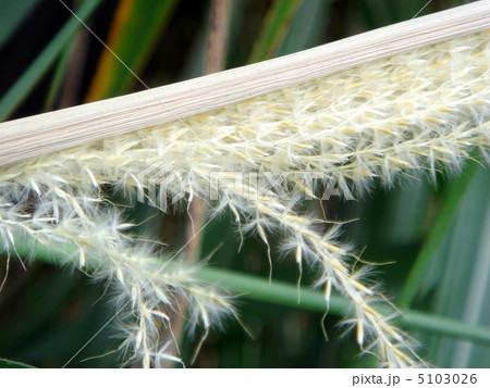ススキ ススキ 5103026