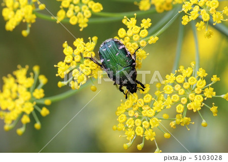 コアオハナムグリ コアオハナムグリ 5103028