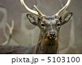 鹿 5103100
