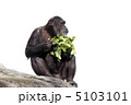チンパンジー 5103101