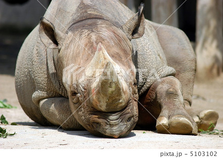 クロサイ 5103102