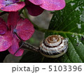 かたつむり　あじさい 5103396