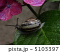 かたつむり　あじさい 5103397