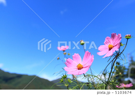 コスモス 5103674