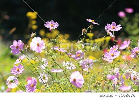 コスモス畑 5103676