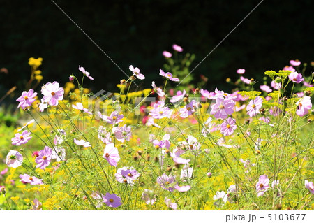 コスモス畑 5103677