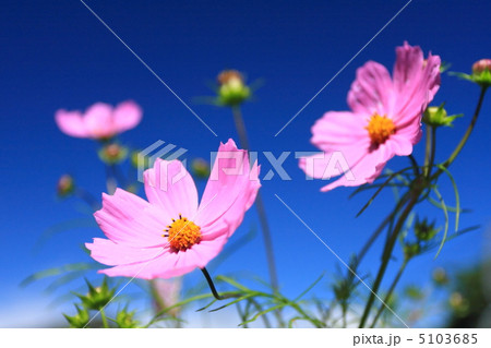 コスモス コスモス 5103685