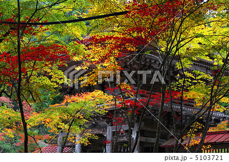 大矢田神社の紅葉 5103721