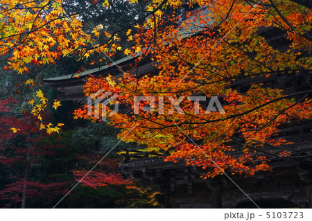 大矢田神社の紅葉 5103723