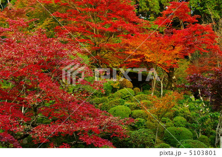 湖東三山・金剛輪寺の紅葉 5103801