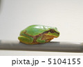 蛙の一休み 5104155