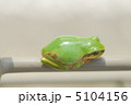 カエルの一休み 5104156