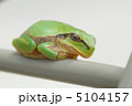 カエルの一休み 5104157