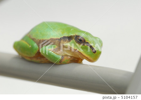 カエルの一休み カエルの一休み 5104157