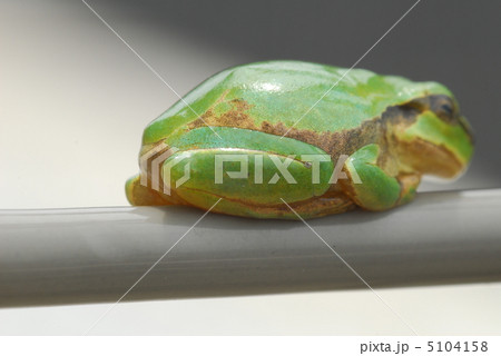 カエルの一休み カエルの一休み 5104158