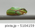 カエルの一休み 5104159