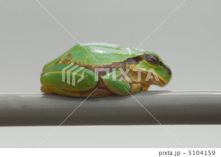 カエルの一休み カエルの一休み 5104159