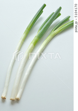長ネギ 5104170