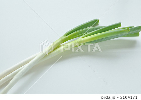 長ネギ 5104171