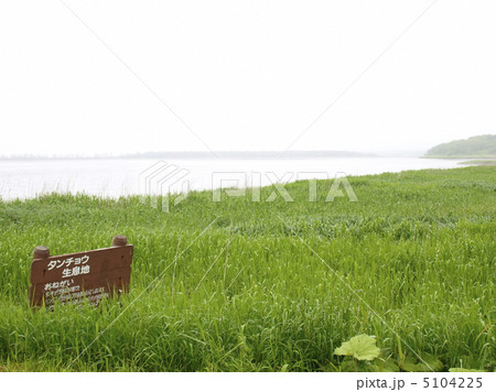 根室十景「白鳥の風連湖」 5104225