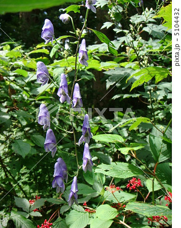 トリカブト 5104432