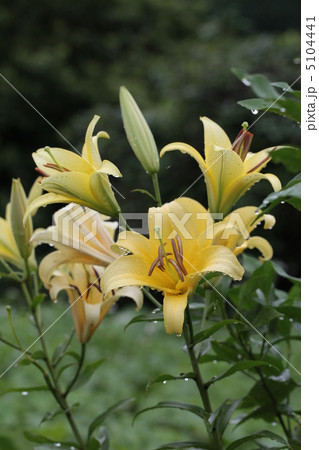 ユリ　イエローウィーン 5104441