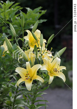 ユリ　イエローウィーン 5104443
