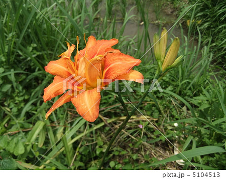 ヤブカンゾウ 5104513