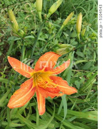 ヤブカンゾウ 5104543