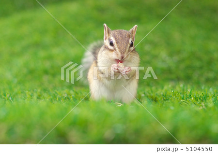 食事中のシマリス 5104550
