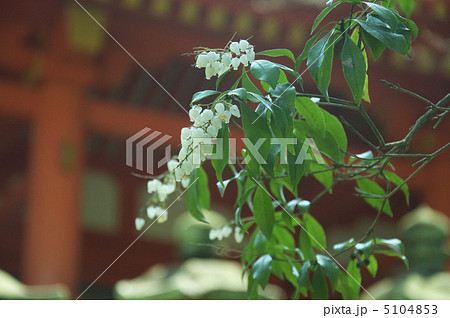 ドウダンツツジと石灯籠（春日大社／奈良県奈良市） 5104853