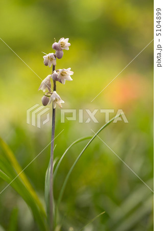 ジャノヒゲ ジャノヒゲ 5104899