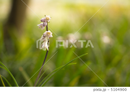 ジャノヒゲ ジャノヒゲ 5104900