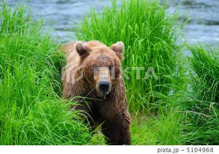 野生のグリズリーベア 5104968