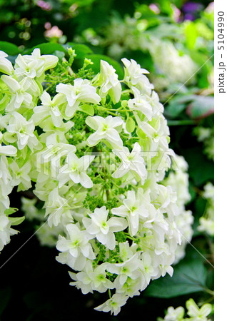 紫陽花 八重かしわば 紫陽花 八重かしわば 5104990