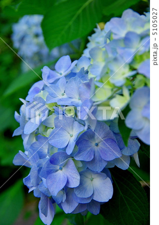 紫陽花 5105027