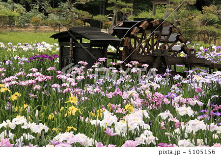 花菖蒲と水車 花菖蒲と水車 5105156
