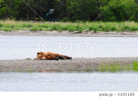 熟睡グリズリー 5105160