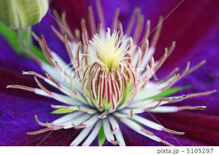 クレマチス クレマチス 5105297