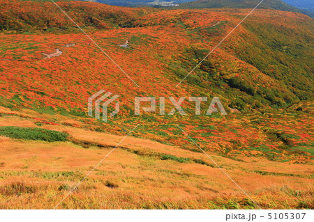 神の絨毯　日本一美しい山岳紅葉で知られる花の百名山、栗駒山（須川岳） 5105307
